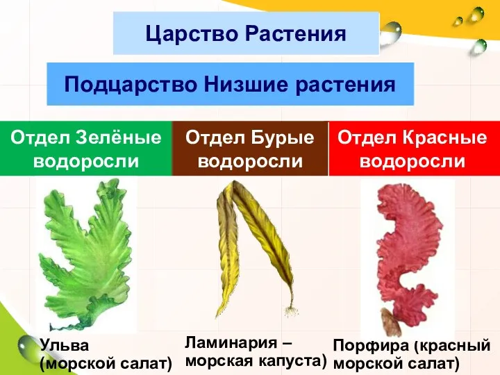 Царство Растения Подцарство Низшие растения Отдел Зелёные водоросли Отдел Красные