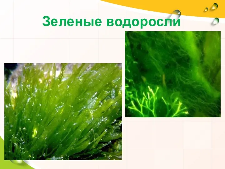 Зеленые водоросли