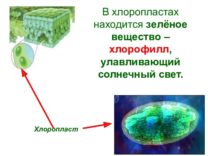 Хлоропласт В хлоропластах находится зелёное вещество –хлорофилл, улавливающий солнечный свет.