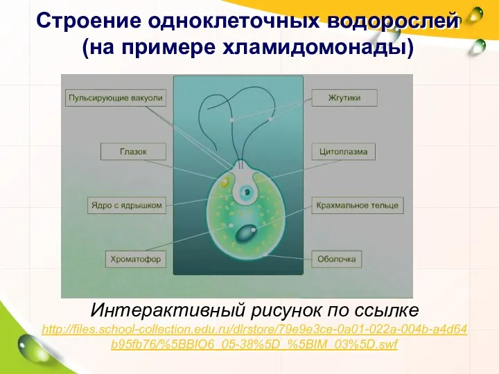 Интерактивный рисунок по ссылке http://files.school-collection.edu.ru/dlrstore/79e9e3ce-0a01-022a-004b-a4d64b95fb76/%5BBIO6_05-38%5D_%5BIM_03%5D.swf Строение одноклеточных водорослей (на примере хламидомонады)