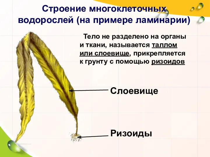 Строение многоклеточных водорослей (на примере ламинарии) Тело не разделено на