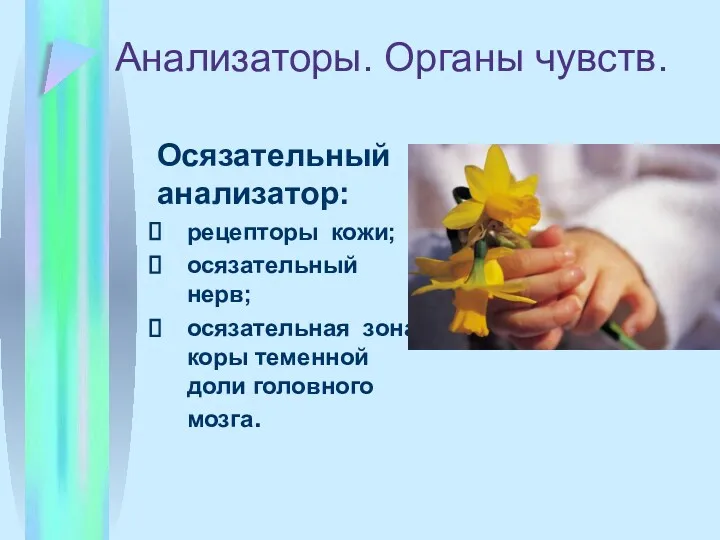 Анализаторы. Органы чувств. Осязательный анализатор: рецепторы кожи; осязательный нерв; осязательная зона коры теменной доли головного мозга.