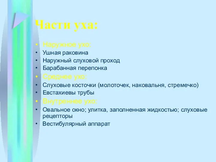 Части уха: Наружное ухо: Ушная раковина Наружный слуховой проход Барабанная