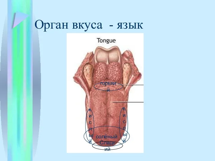 Орган вкуса - язык Сладкий горький кислый кислый солёный