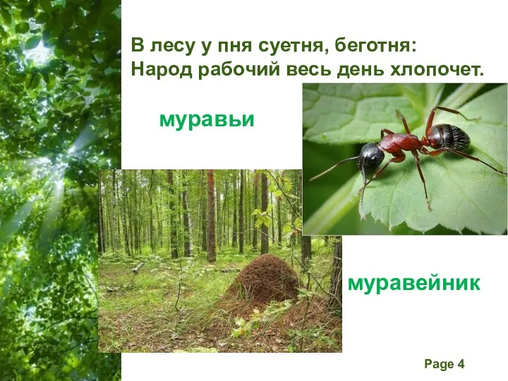 В лесу у пня суетня, беготня: Народ рабочий весь день хлопочет. муравьи муравейник
