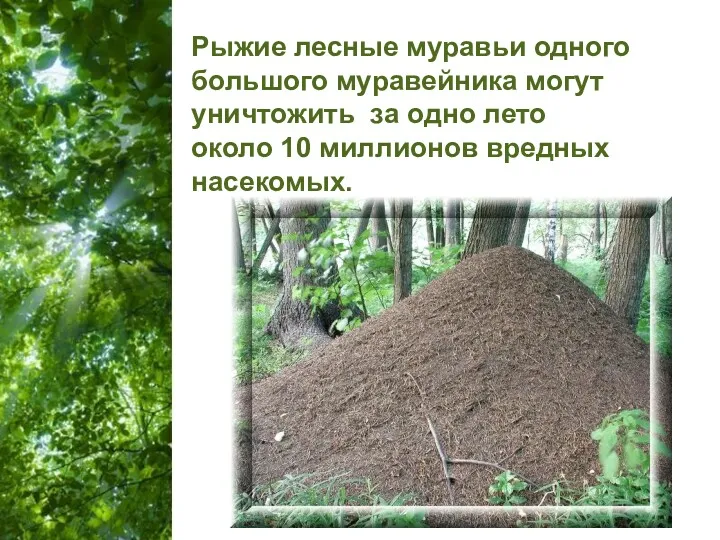 Рыжие лесные муравьи одного большого муравейника могут уничтожить за одно лето около 10 миллионов вредных насекомых.