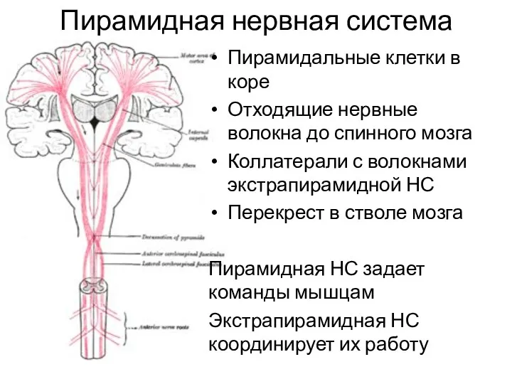 Пирамидная нервная система Пирамидальные клетки в коре Отходящие нервные волокна до спинного мозга