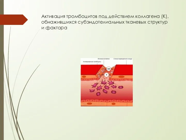 Активация тромбоцитов под действием коллагена (К), обнажившихся субэндотелиальных тканевых структур и фактора