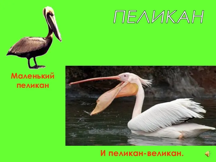 ПЕЛИКАН Маленький пеликан И пеликан-великан.