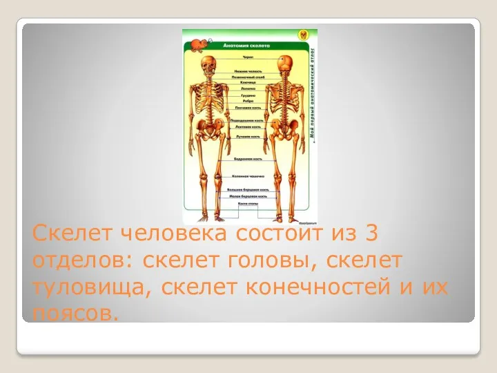 Скелет человека состоит из 3 отделов: скелет головы, скелет туловища, скелет конечностей и их поясов.