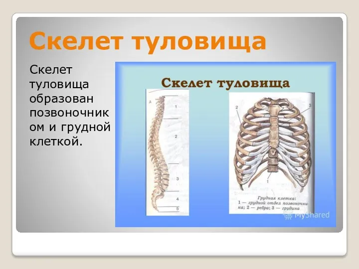 Скелет туловища Скелет туловища образован позвоночником и грудной клеткой.