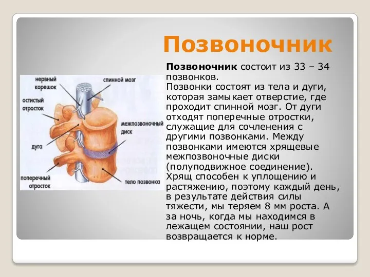 Позвоночник Позвоночник состоит из 33 – 34 позвонков. Позвонки состоят