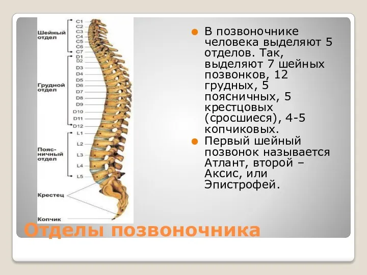 Отделы позвоночника В позвоночнике человека выделяют 5 отделов. Так, выделяют 7 шейных позвонков,