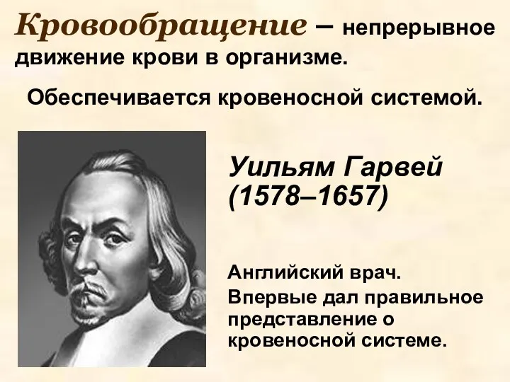 Кровообращение – непрерывное движение крови в организме. Обеспечивается кровеносной системой.