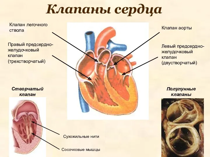 Клапаны сердца Клапан легочного ствола Клапан аорты Створчатый клапан Правый