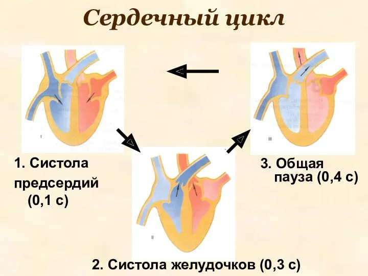 Сердечный цикл 1. Систола предсердий (0,1 с) 2. Систола желудочков