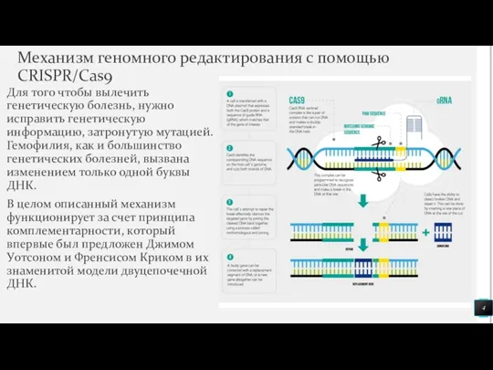 Механизм геномного редактирования с помощью CRISPR/Cas9 Для того чтобы вылечить