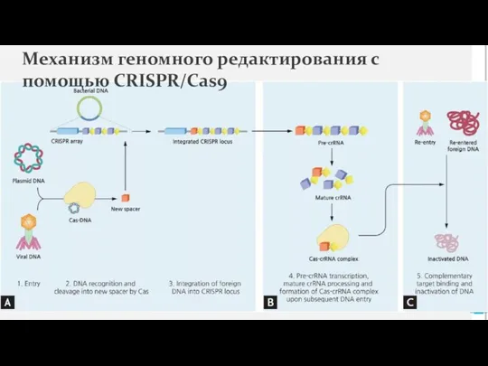 Механизм геномного редактирования с помощью CRISPR/Cas9