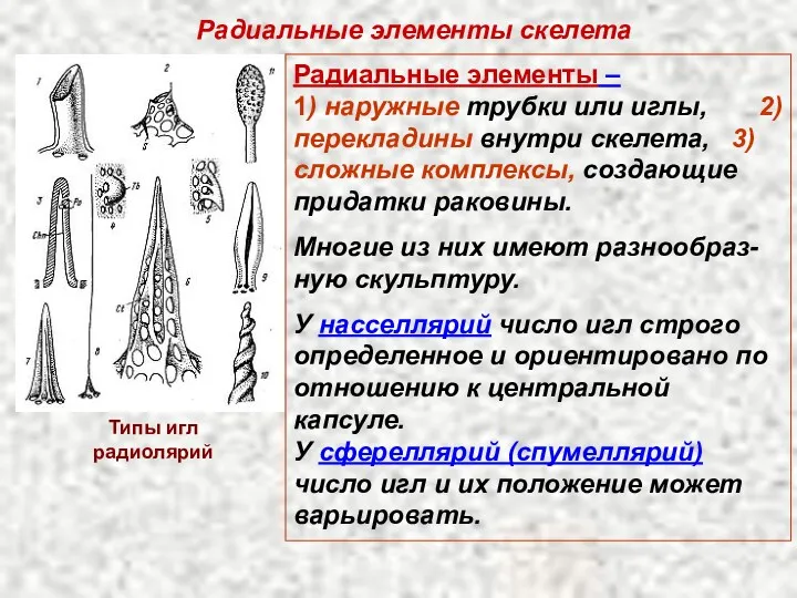 Радиальные элементы скелета Радиальные элементы – 1) наружные трубки или