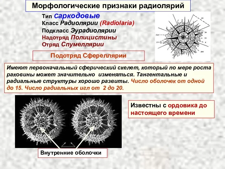 Морфологические признаки радиолярий Тип Саркодовые Класс Радиолярии (Radiolaria) Подкласс Эурадиолярии