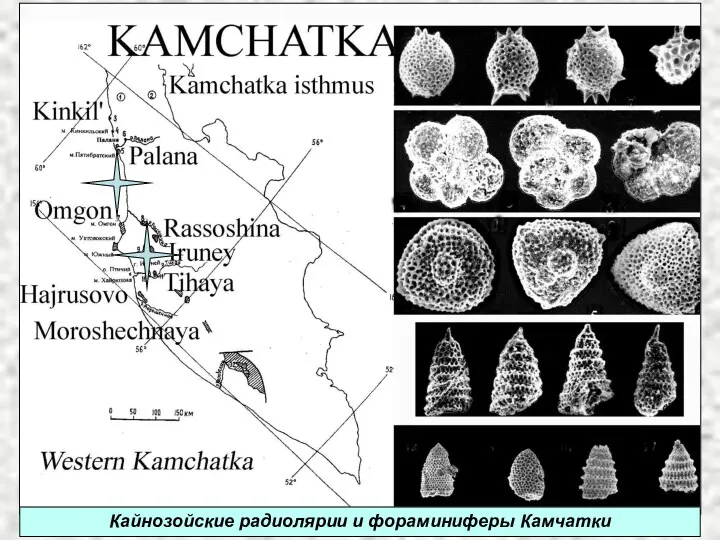 Кайнозойские радиолярии и фораминиферы Камчатки