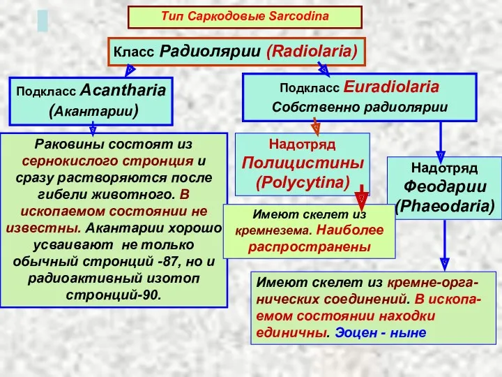 Класс Радиолярии (Radiolaria) Подкласс Acantharia (Акантарии) Подкласс Euradiolaria Собственно радиолярии