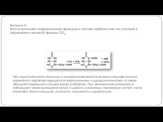 Витамин Н Биотин выполняет коферментную функцию в составе карбоксилаз: он