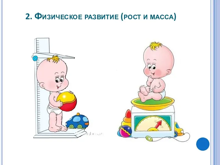 2. Физическое развитие (рост и масса)