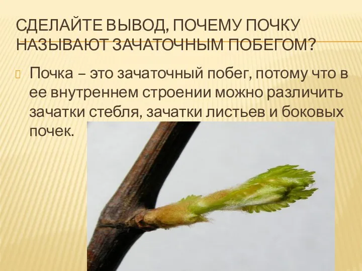 СДЕЛАЙТЕ ВЫВОД, ПОЧЕМУ ПОЧКУ НАЗЫВАЮТ ЗАЧАТОЧНЫМ ПОБЕГОМ? Почка – это