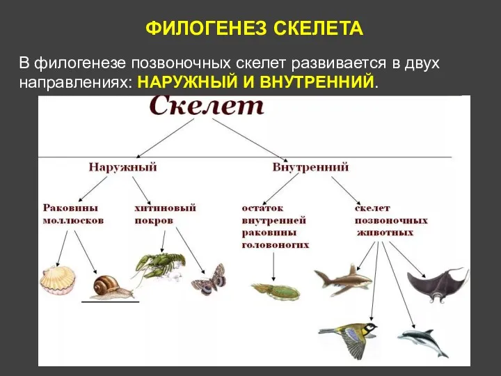 ФИЛОГЕНЕЗ СКЕЛЕТА В филогенезе позвоночных скелет развивается в двух направлениях: НАРУЖНЫЙ И ВНУТРЕННИЙ.