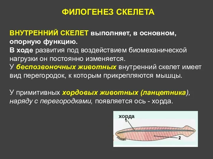 ФИЛОГЕНЕЗ СКЕЛЕТА ВНУТРЕННИЙ СКЕЛЕТ выполняет, в основном, опорную функцию. В