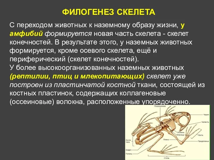 ФИЛОГЕНЕЗ СКЕЛЕТА С переходом животных к наземному образу жизни, у