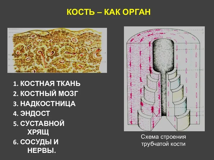 КОСТЬ – КАК ОРГАН 1. КОСТНАЯ ТКАНЬ 2. КОСТНЫЙ МОЗГ