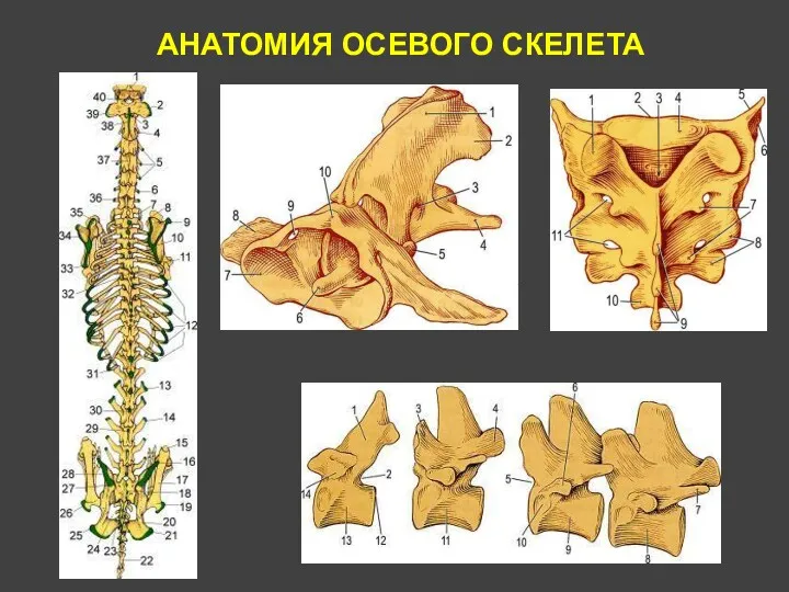 АНАТОМИЯ ОСЕВОГО СКЕЛЕТА