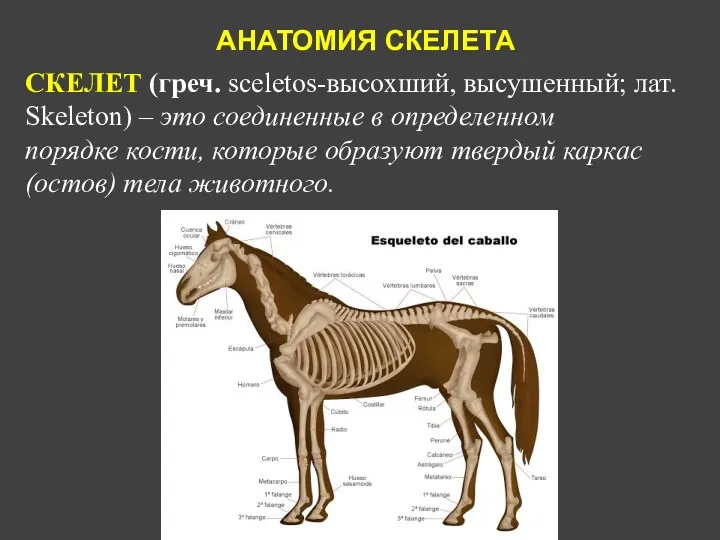 АНАТОМИЯ СКЕЛЕТА СКЕЛЕТ (греч. sceletos-высохший, высушенный; лат. Skeleton) – это