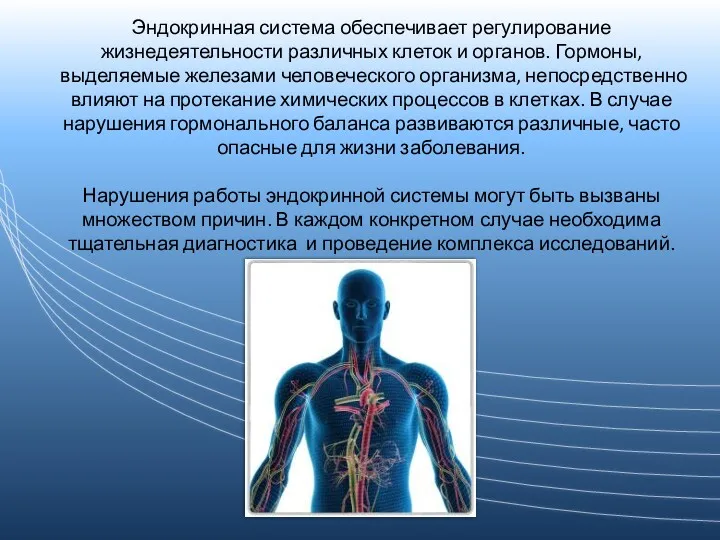 Эндокринная система обеспечивает регулирование жизнедеятельности различных клеток и органов. Гормоны,