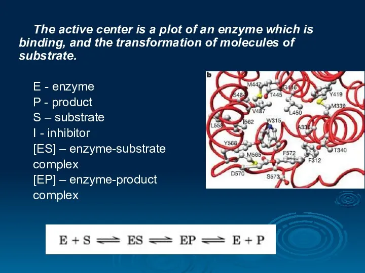 The active center is a plot of an enzyme which