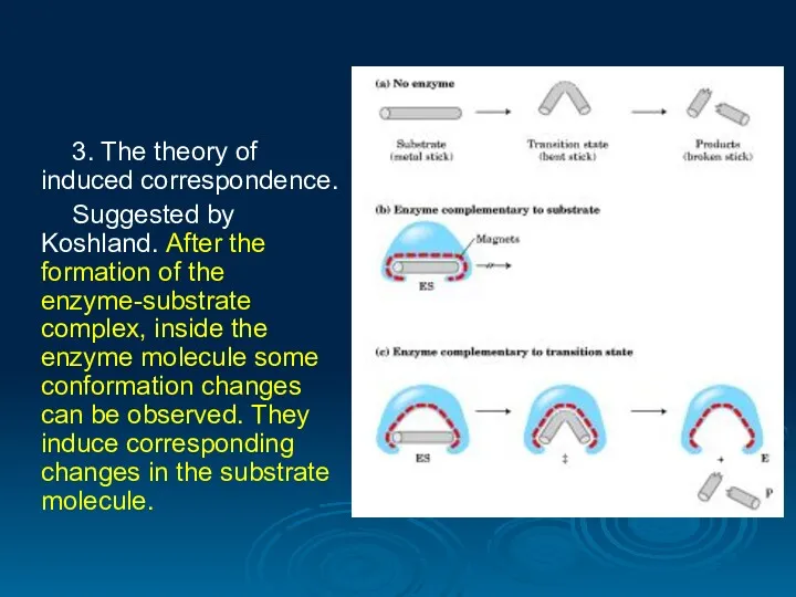3. The theory of induced correspondence. Suggested by Koshland. After the formation of