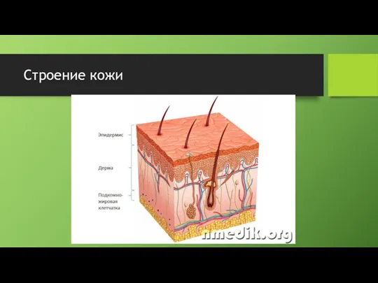 Строение кожи