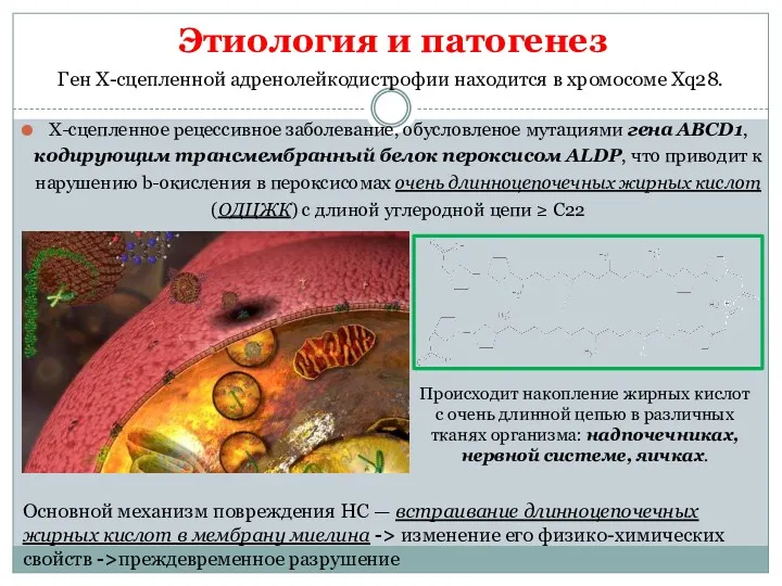 Этиология и патогенез Х-сцепленное рецессивное заболевание, обусловленое мутациями гена АВСD1,