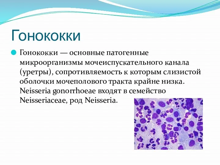 Гонококки Гонококки — основные патогенные микроорганизмы мочеиспускательного канала (уретры), сопротивляемость