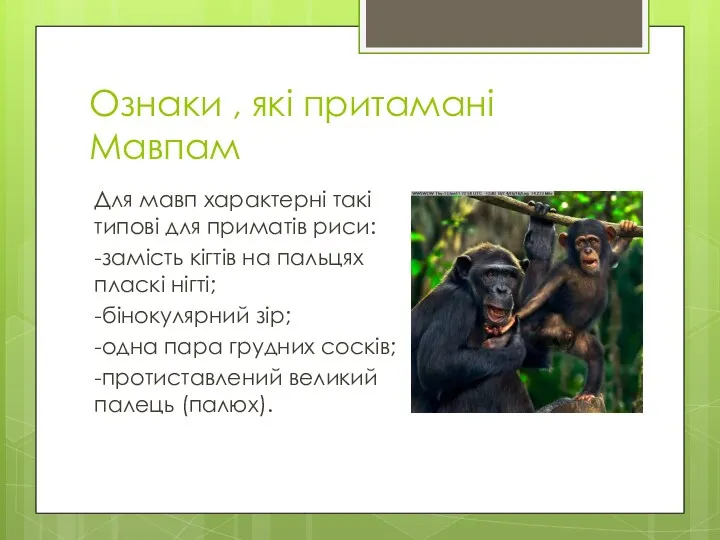Ознаки , які притамані Мавпам Для мавп характерні такі типові