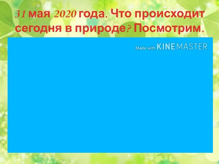 31 мая 2020 года. Что происходит сегодня в природе? Посмотрим.