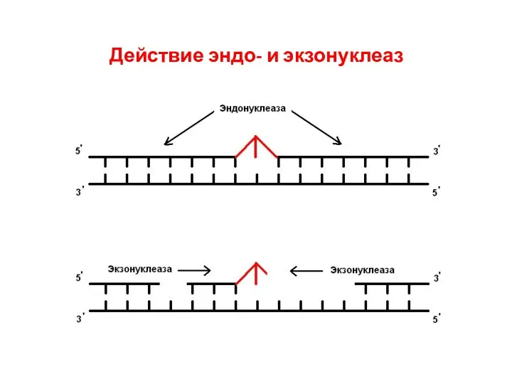 Действие эндо- и экзонуклеаз