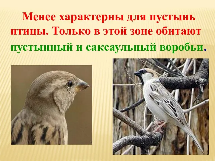 Менее характерны для пустынь птицы. Только в этой зоне обитают пустынный и саксаульный воробьи.