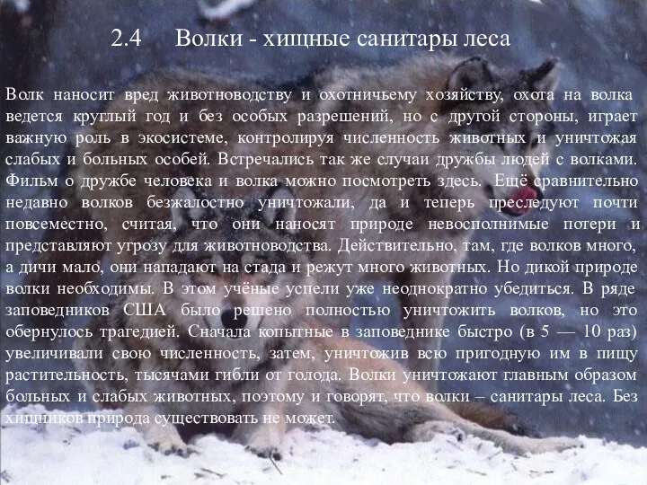 2.4 Волки - хищные санитары леса Волк наносит вред животноводству