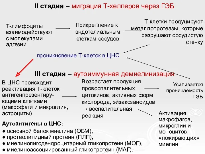 II стадия – миграция Т-хелперов через ГЭБ Т-лимфоциты взаимодействуют с