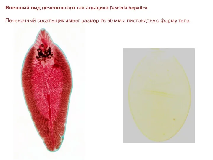 Внешний вид печеночного сосальщика Fasciola hepatica Печеночный сосальщик имеет размер 26-50 мм и листовидную форму тела.