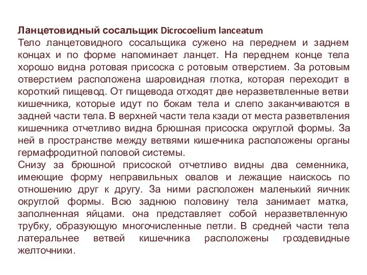 Ланцетовидный сосальщик Dicrocoelium lanceatum Тело ланцетовидного сосальщика сужено на переднем