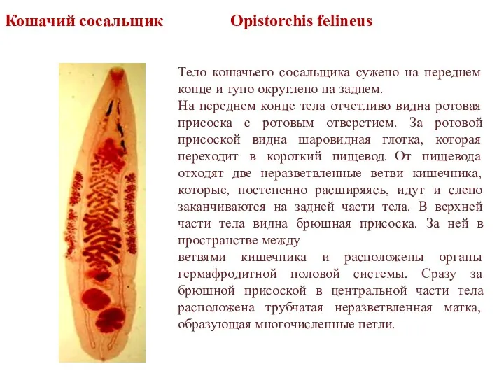 Тело кошачьего сосальщика сужено на переднем конце и тупо округлено